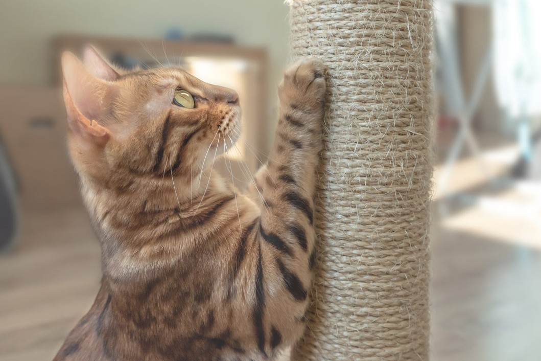 Когтеточка для кошек: виды и как сделать своими руками
