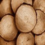 сырая древесина